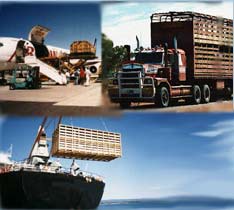 http://excelsachile.com/excelsachile/archivos/imagenes/orn/exportacion.jpg